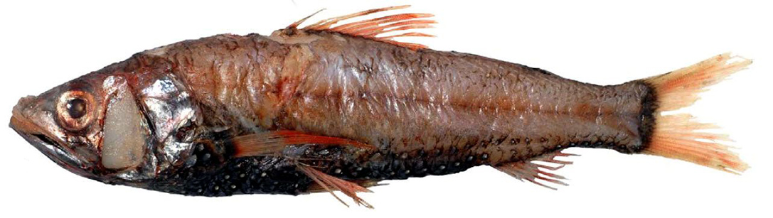 Neoscopelus microchir_04.jpg